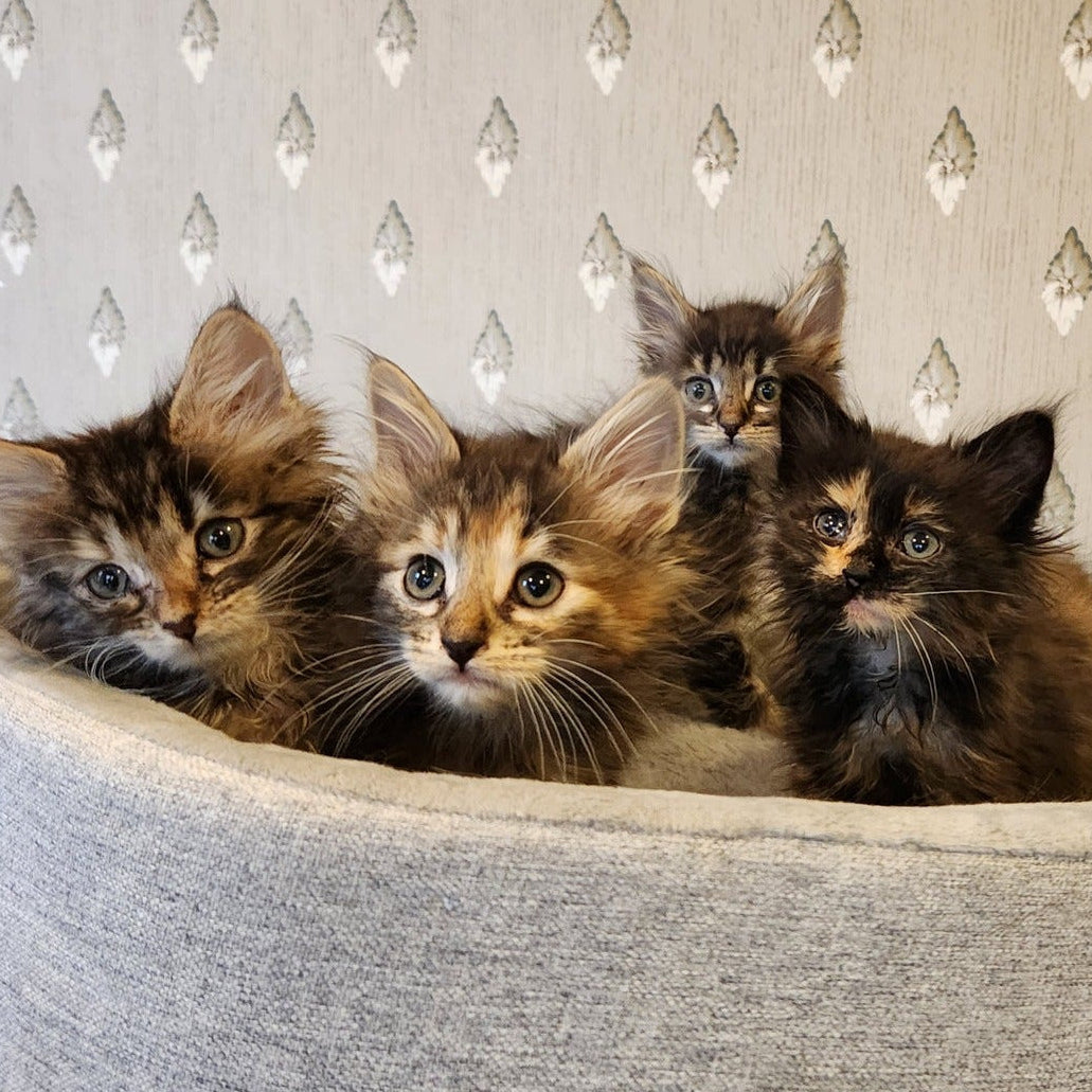 Four kittens sitting in a textured chair against a patterned wall.