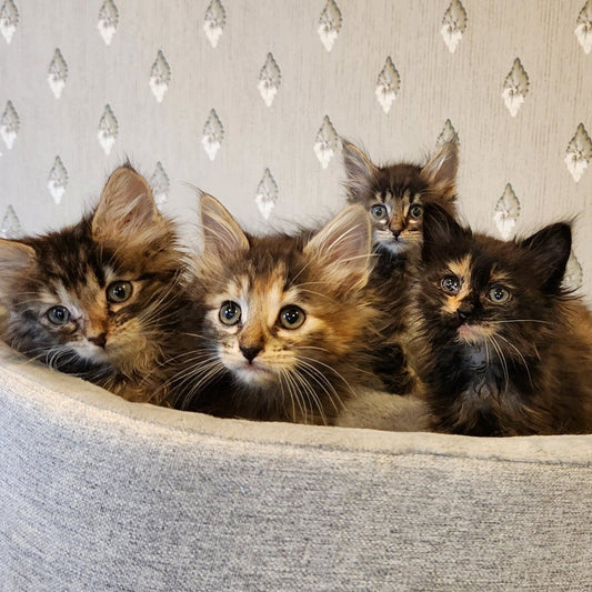 Four kittens sitting in a textured chair against a patterned wall.